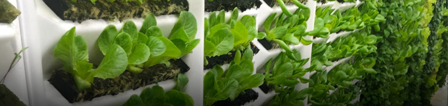 Largest US Indoor Vertical Aeroponic Farm Plants Roots in Indiana's Growing AgTech Sector